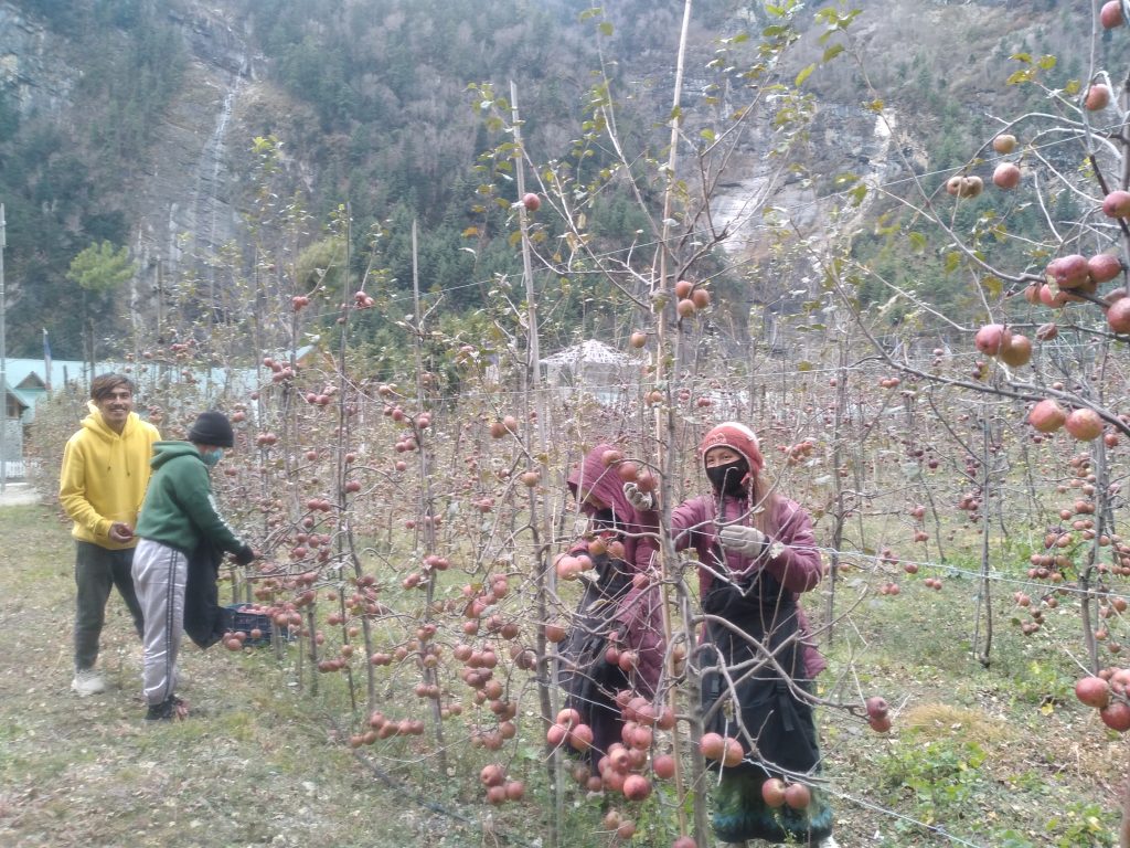 मनाङमा स्याउ उत्पादन १० प्रतिशतले वृद्धि हुने