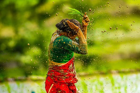 धान दिवसमा रमाउँदै महिला किसानहरू (फोटोफिचर)